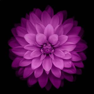 Meet your Posher, Jill